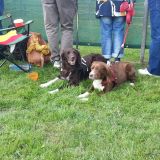 Hunde der unterschiedlichsten Rassen waren am Start