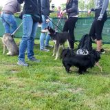 Hunde der unterschiedlichsten Rassen waren am Start