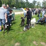 Hunde der unterschiedlichsten Rassen waren am Start