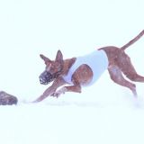 Wintercoursing