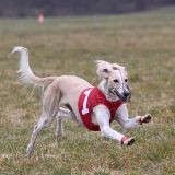 Reitercoursing 2015
