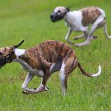 Coursing-Training in Babenhausen