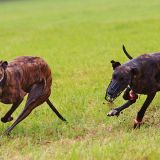 Coursing-Training in Babenhausen