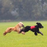 Coursing-Training in Babenhausen