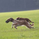 Coursing-Training in Babenhausen