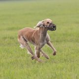 Coursing-Training in Babenhausen