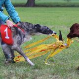 Coursing-Training in Babenhausen