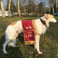 Silken-Windsprite gewinnt Coursing