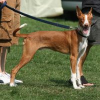 Podenco