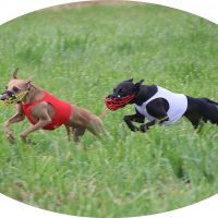 Windspiele Coursing