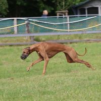 Azawakh Coursing