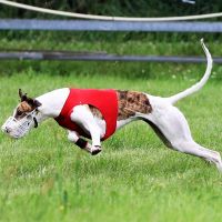 Coursing Seminar
