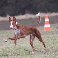 Coursing-Training in Babenhausen