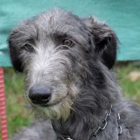 Wolfhound