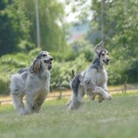 Afghanen Coursing Afghanen Coursing