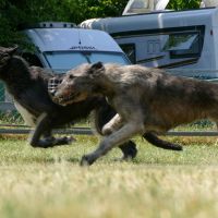 IW Coursing IW Coursing