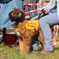 Baby Afghane Baby Afghane