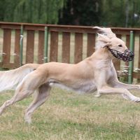 Saluki Saluki
